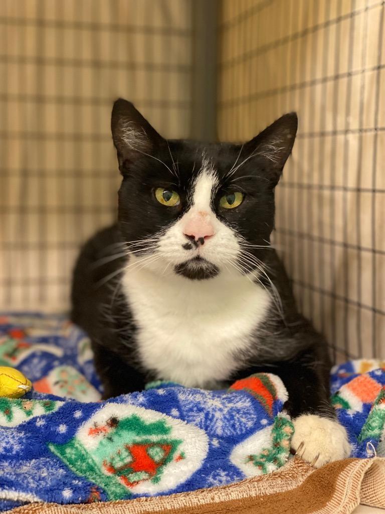 Enlarge Gordon, a Adoptable mixed breed in Grants Pass, OR image 3/6