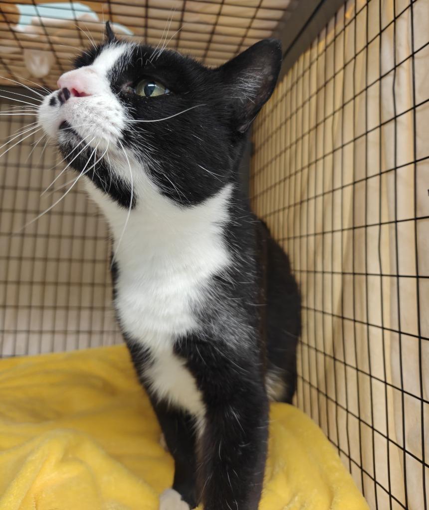 Enlarge Gordon, a Adoptable mixed breed in Grants Pass, OR image 4/6