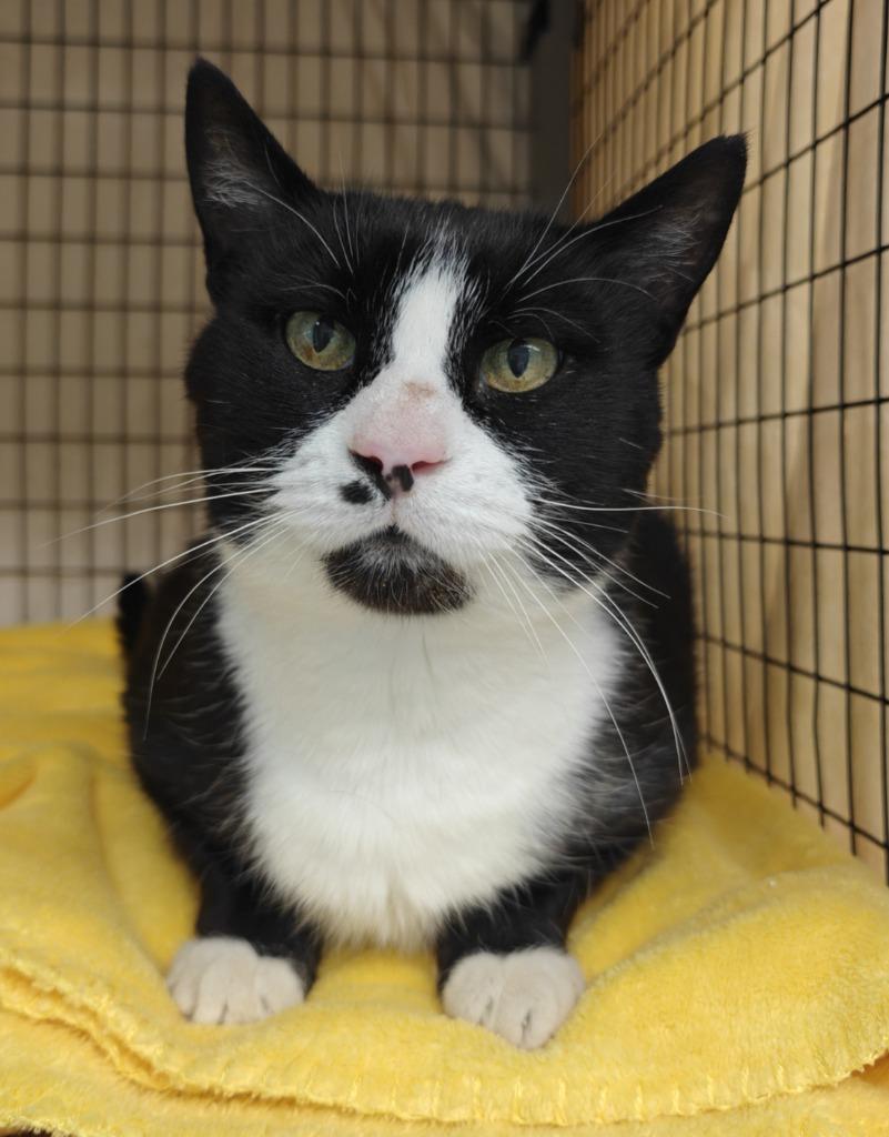 Enlarge Gordon, a Adoptable mixed breed in Grants Pass, OR image 5/6