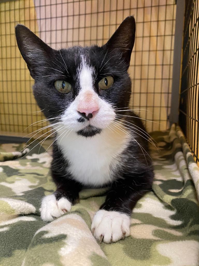 Enlarge Gordon, a Adoptable mixed breed in Grants Pass, OR image 6/6