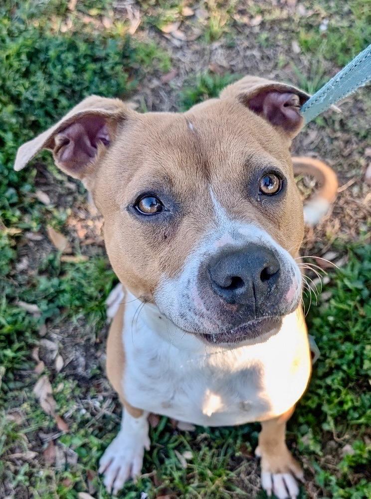 Sully - A Great Dog!, a Adoptable mixed breed in Fort Myers, FL image 1/6