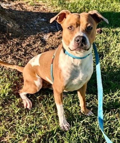 Sully - A Great Dog!, a Adopted mixed breed in Fort Myers, FL image 1/6