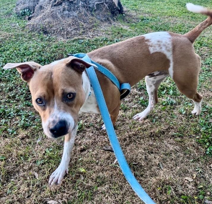 Sully - A Great Dog!, a Adoptable mixed breed in Fort Myers, FL image 4/6