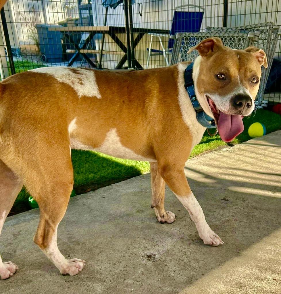 Enlarge Sully - A Great Dog!, a Adoptable mixed breed in Fort Myers, FL image 5/6