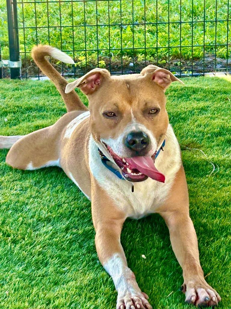 Sully - A Great Dog!, a Adoptable mixed breed in Fort Myers, FL image 5/6