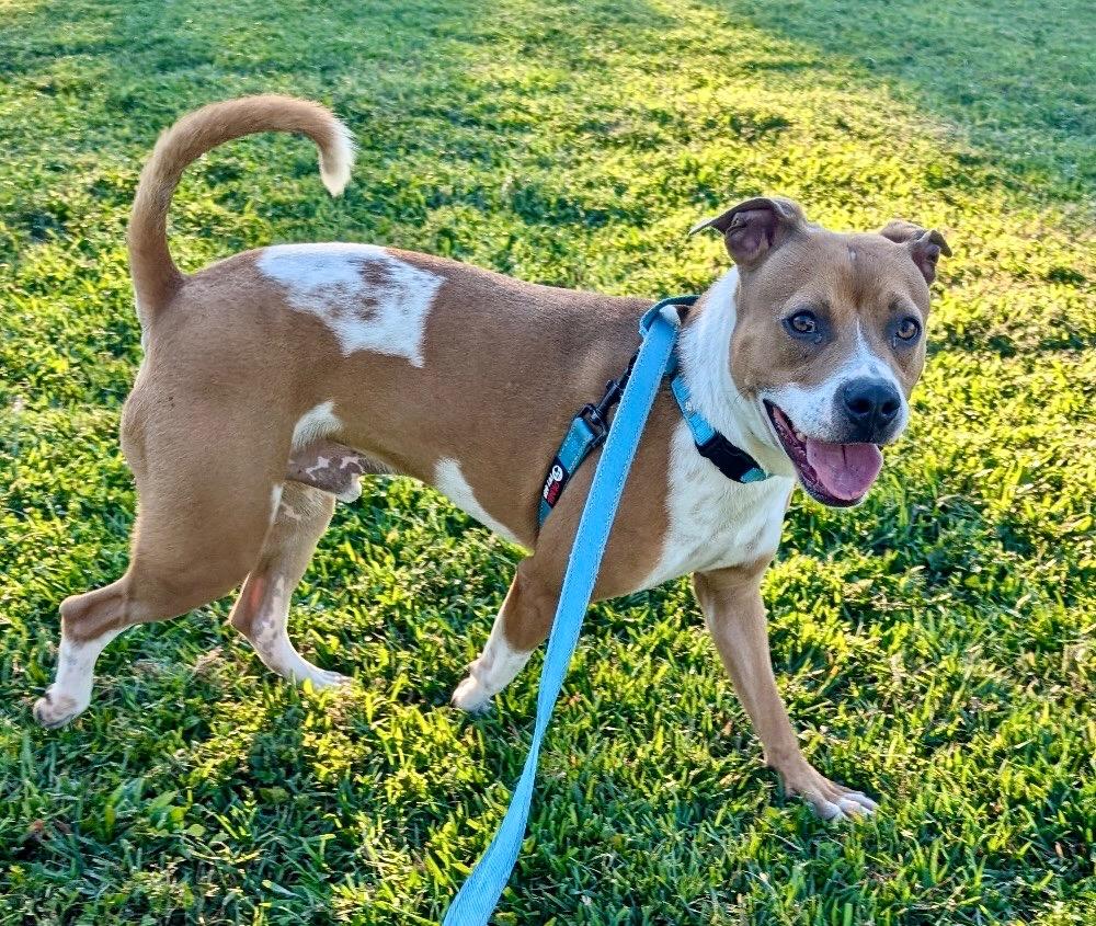 Sully - A Great Dog!, a Adopted mixed breed in Fort Myers, FL image 6/6