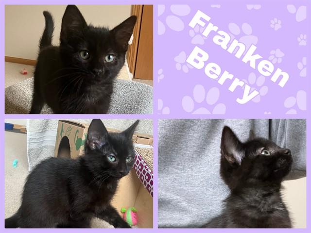 Enlarge FRANKEN BERRY, a Adoptable Domestic Medium Hair in Ames, IA image 1/1
