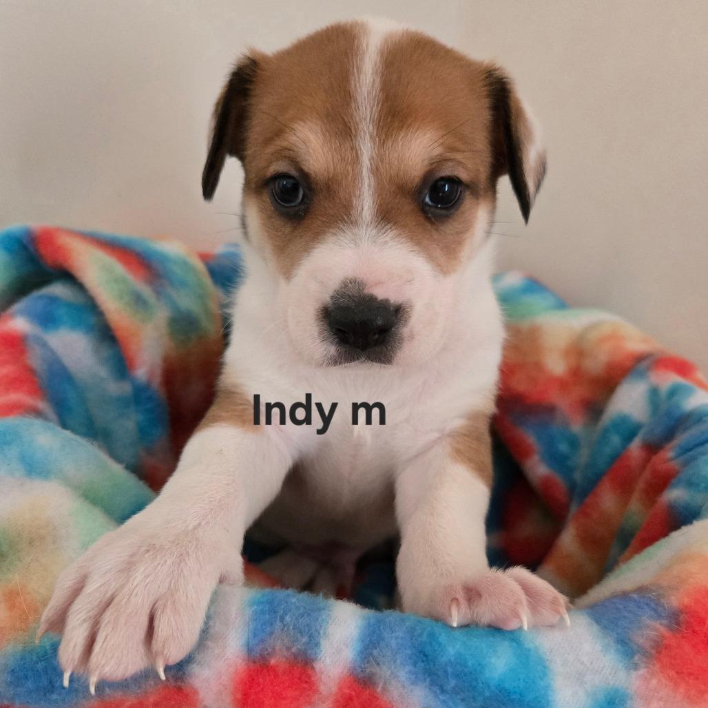 Hockey, Adoptable, Puppy Male Mixed Breed.