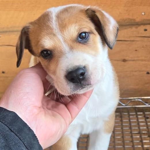 Hockey, a Adoptable Mixed Breed in Park City, UT image 2/6