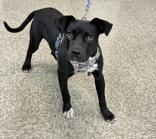 Enlarge Percy, an adopted Staffordshire Bull Terrier in Cibolo, TX image 2/2