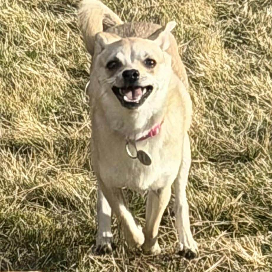 Enlarge Ricky, a Adoptable mixed breed in Bend, OR image 1/6