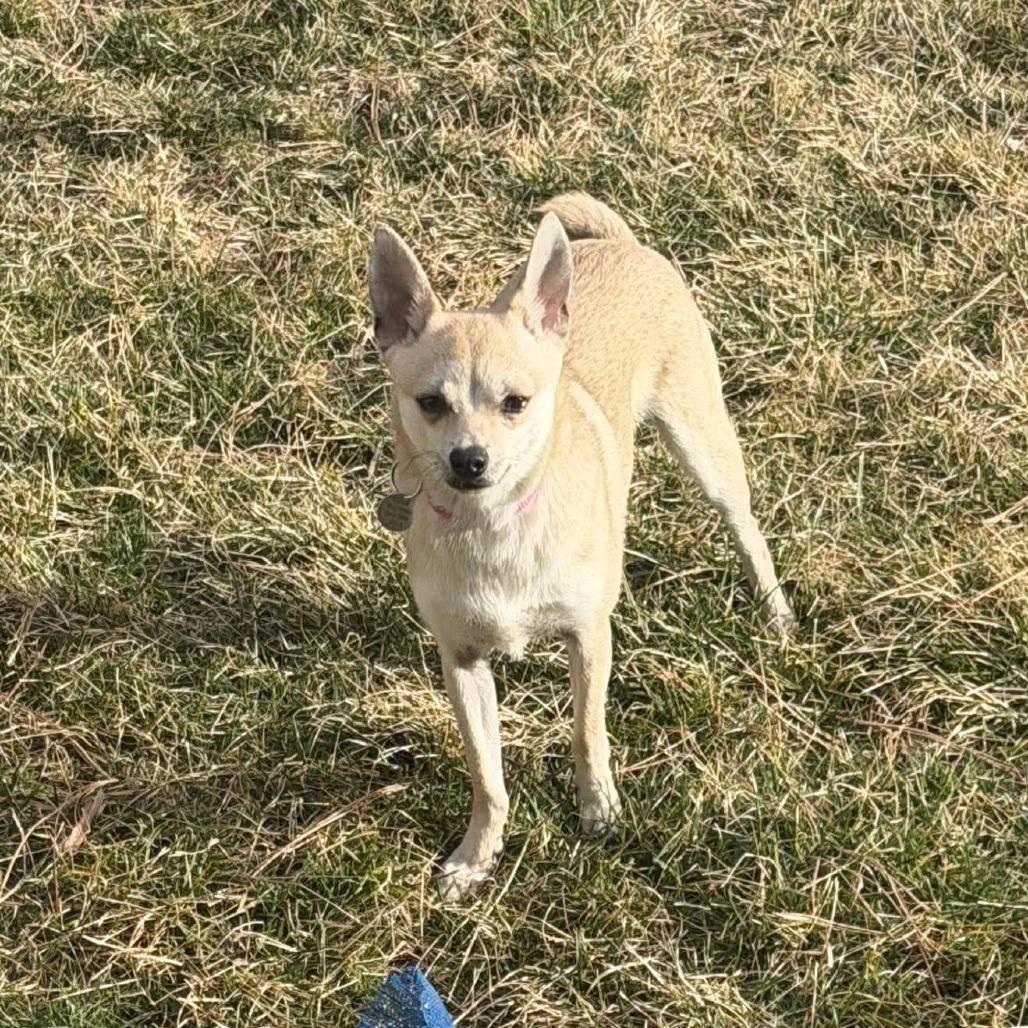 Enlarge Ricky, a Adoptable mixed breed in Bend, OR image 2/6