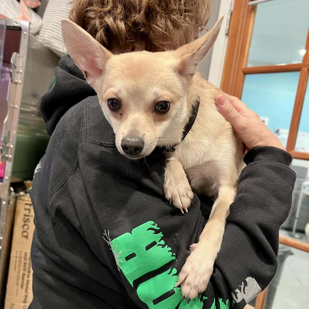 Enlarge Ricky, a Adoptable mixed breed in Bend, OR image 3/6