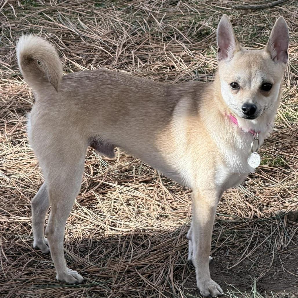Enlarge Ricky, a Adoptable mixed breed in Bend, OR image 4/6