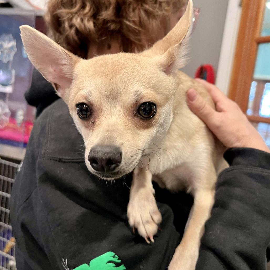 Enlarge Ricky, a Adoptable mixed breed in Bend, OR image 6/6