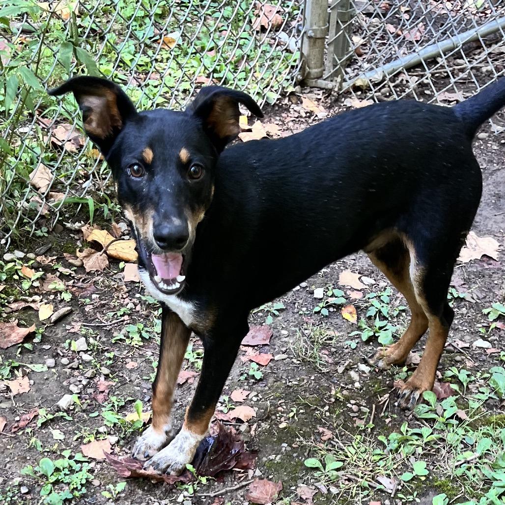 Enlarge Gonzo, a Adoptable Mixed Breed in Charleston, WV image 1/1
