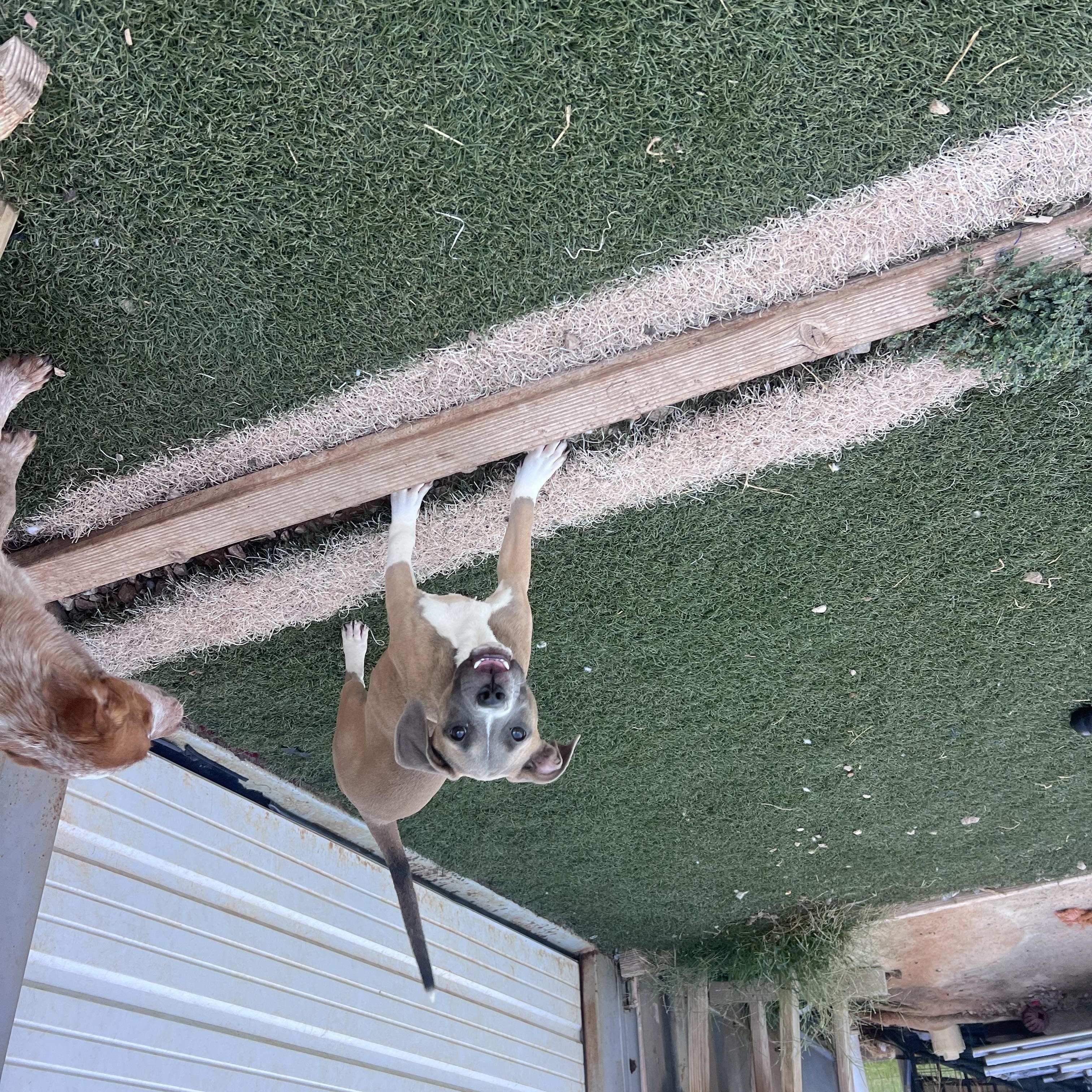 Enlarge Louise, a Adopted mixed breed in Blanchard, OK image 4/5