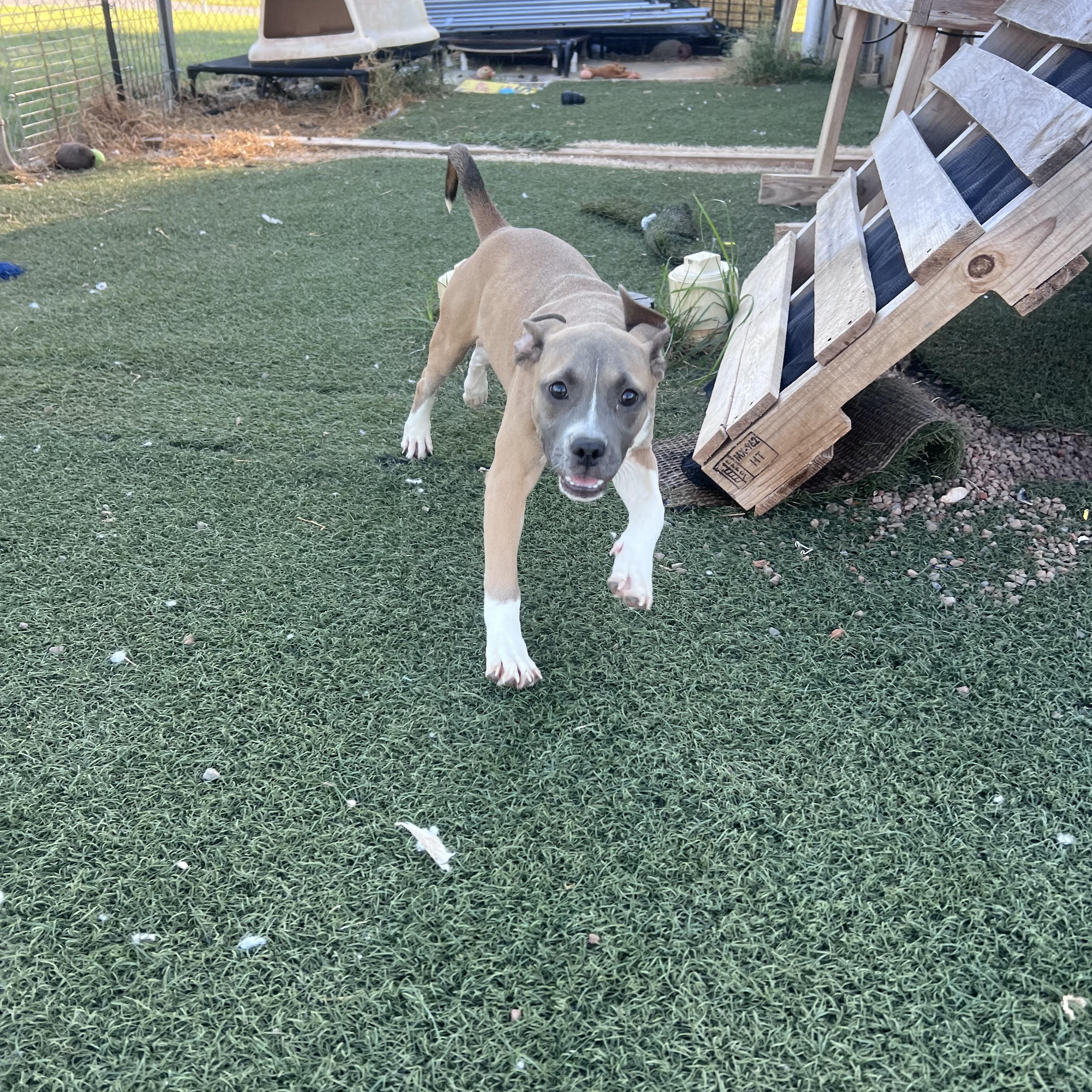 Enlarge Louise, a Adopted mixed breed in Blanchard, OK image 2/5