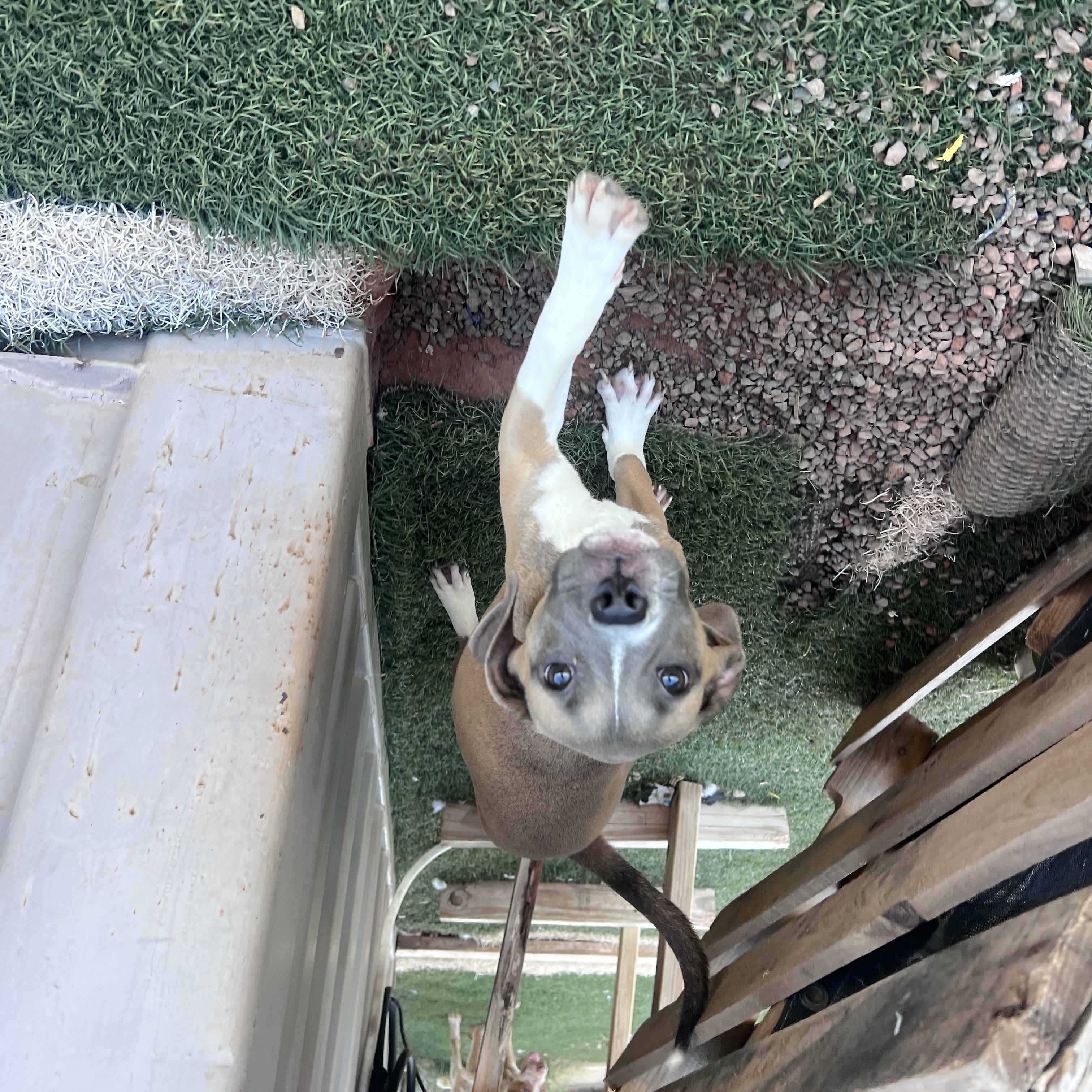 Enlarge Louise, a Adopted mixed breed in Blanchard, OK image 5/5