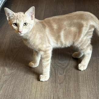 Cobbler, Adoptable, Kitten Male Domestic Short Hair.