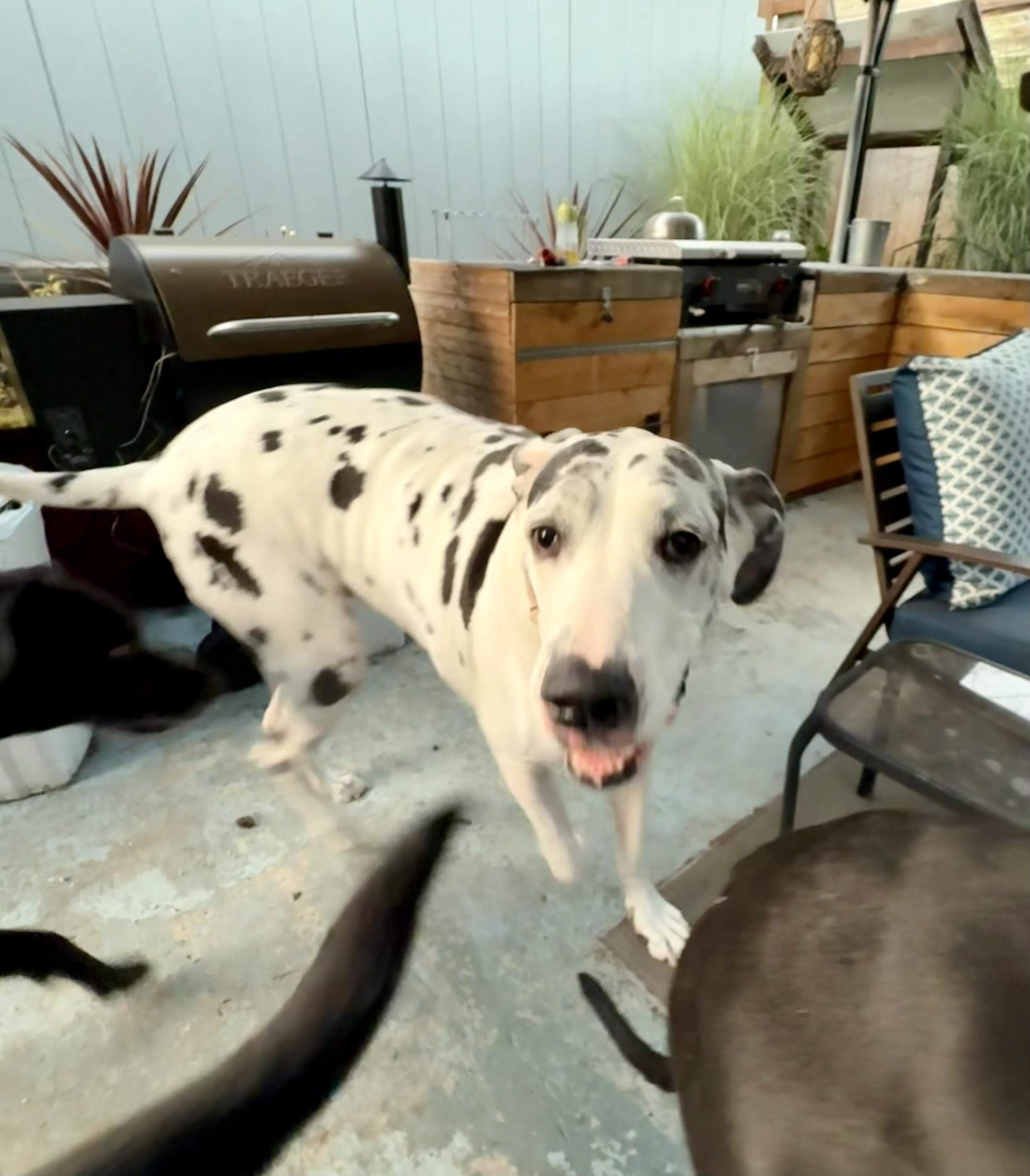 Enlarge Athena, an adopted Great Dane in SEATTLE, WA image 5/5