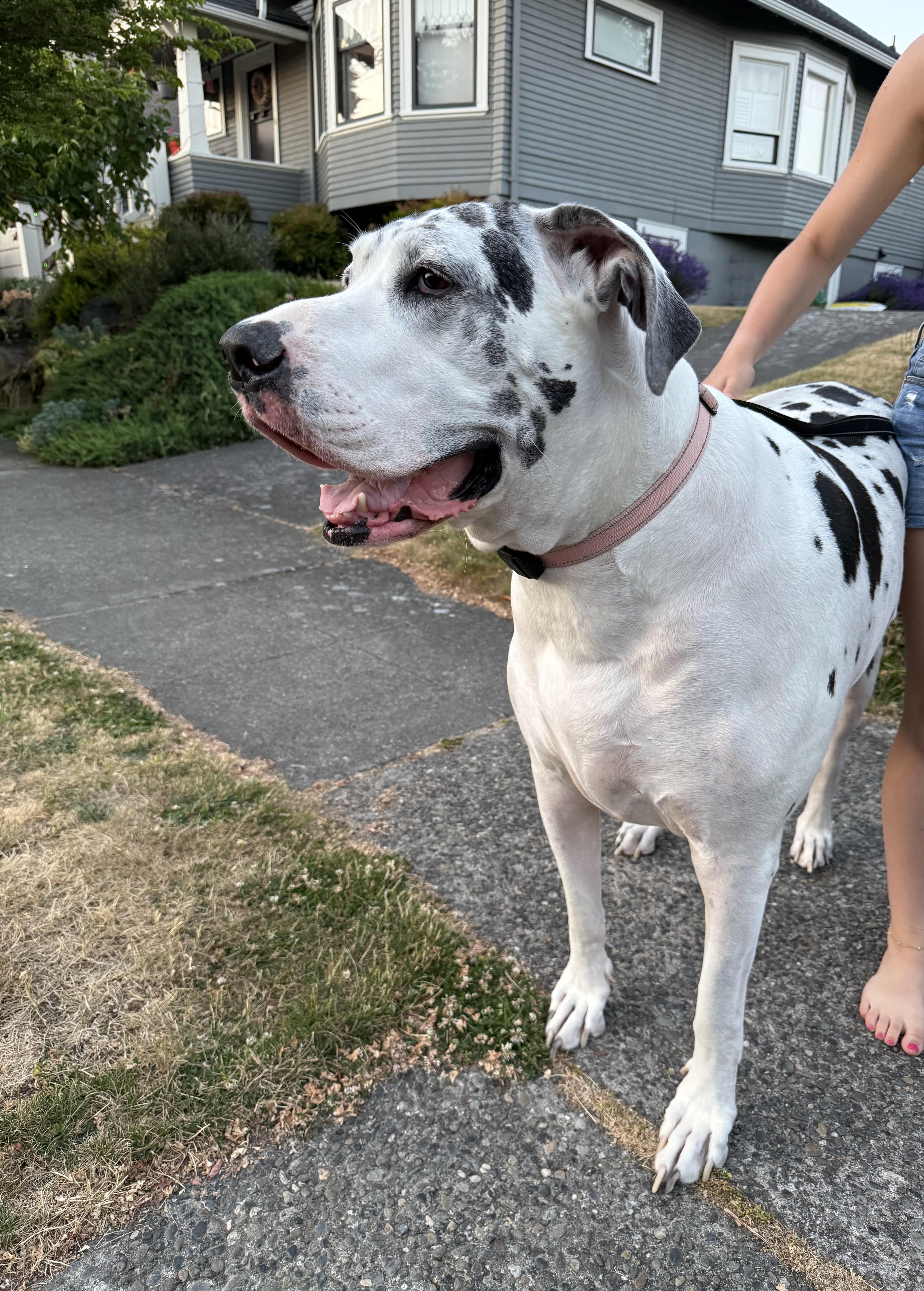 Enlarge Athena, an adopted Great Dane in SEATTLE, WA image 3/5