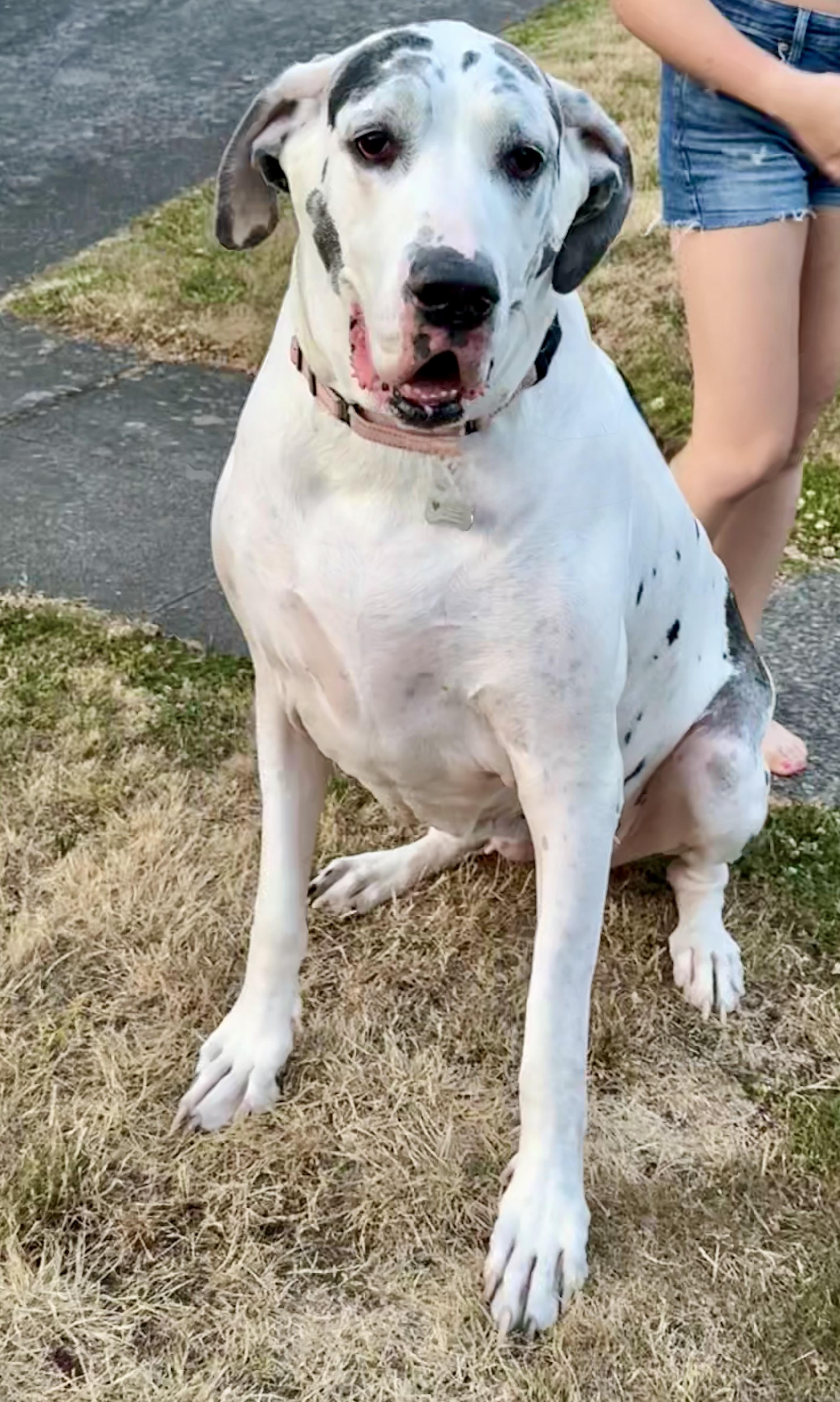 Enlarge Athena, an adopted Great Dane in SEATTLE, WA image 4/5