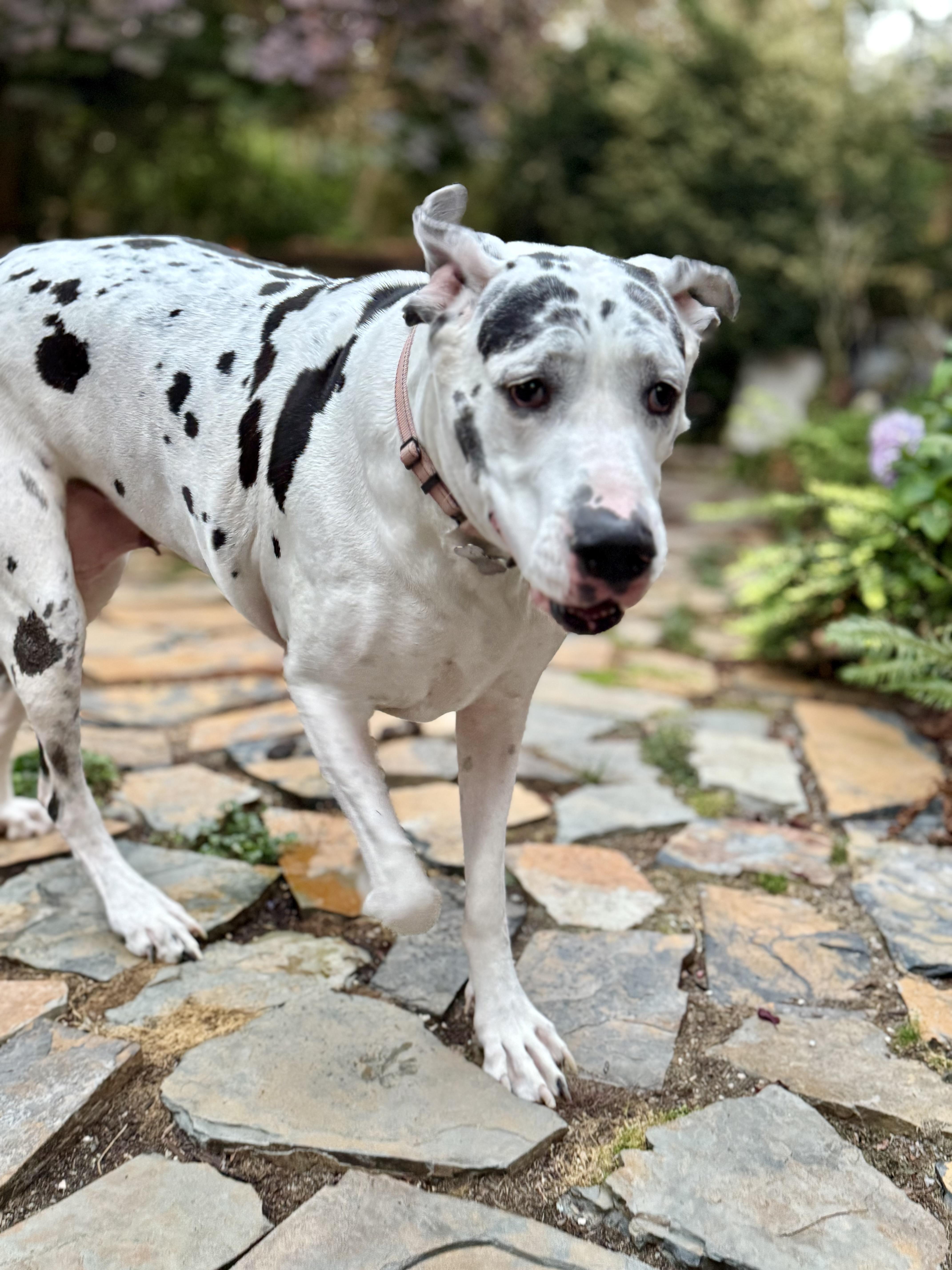 Athena, adopted, Adult Female Great Dane.