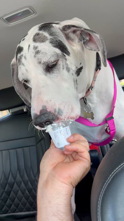 Enlarge Athena, an adopted Great Dane in SEATTLE, WA video 2/5