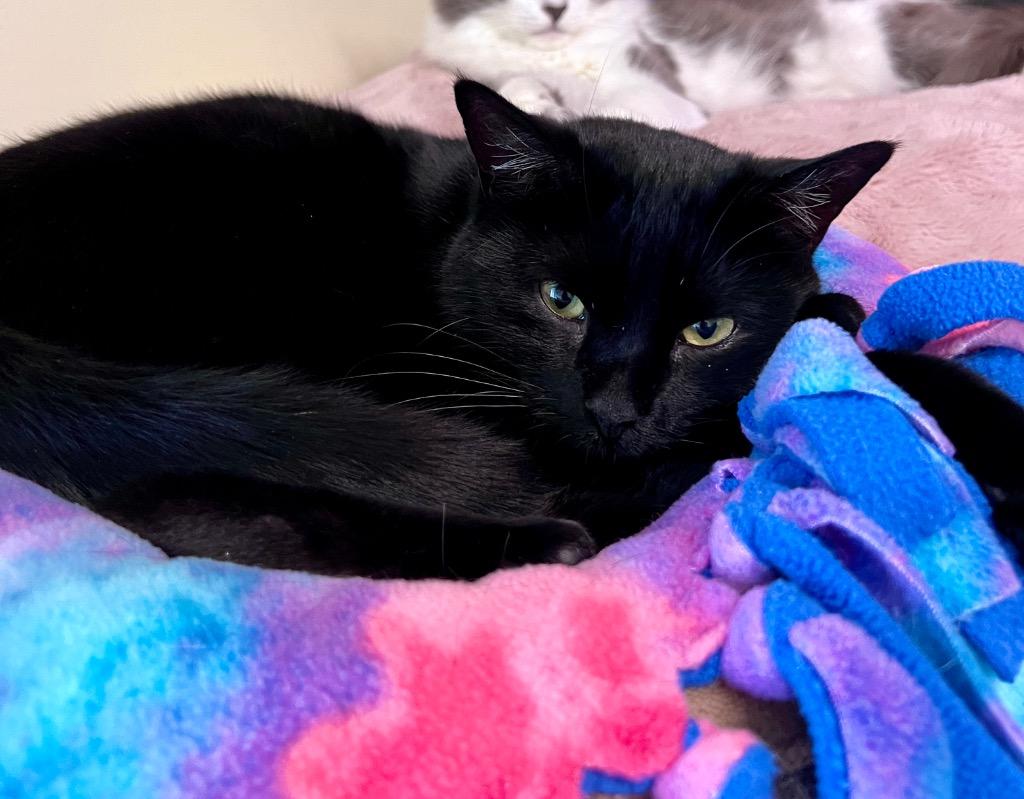 Enlarge Snow White, a Adoptable mixed breed in Meriden, CT image 1/3