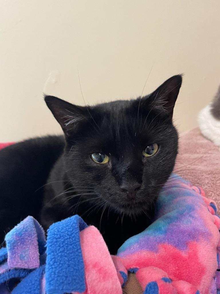 Snow White, Adoptable, Adult Female Domestic Short Hair.