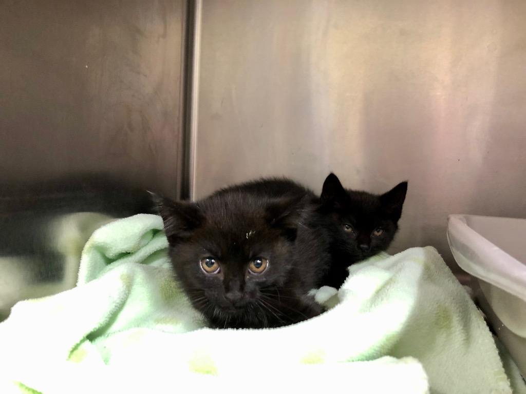 Enlarge Snow White, a Adoptable mixed breed in Meriden, CT image 3/3