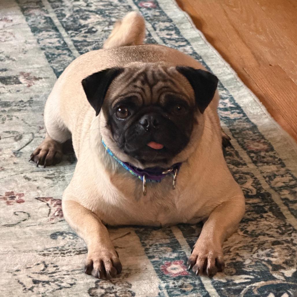 Enlarge Pumpkin, a Adoptable Pug in Sinking Spring, PA image 1/6