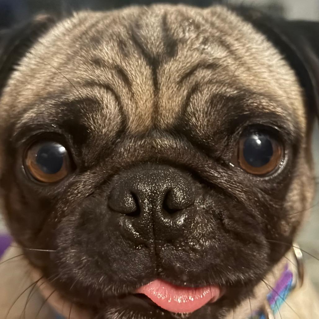Enlarge Pumpkin, a Adoptable Pug in Sinking Spring, PA image 2/6