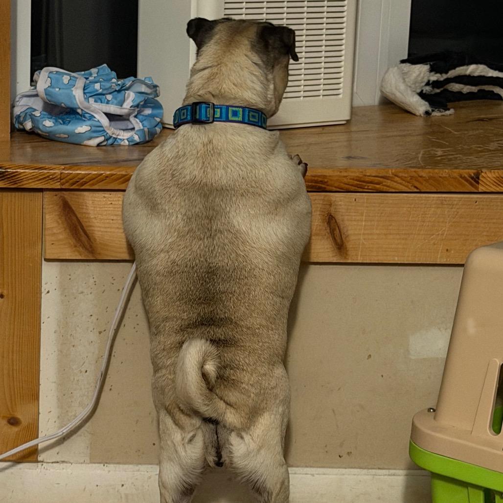 Enlarge Pumpkin, a Adoptable Pug in Sinking Spring, PA image 3/6