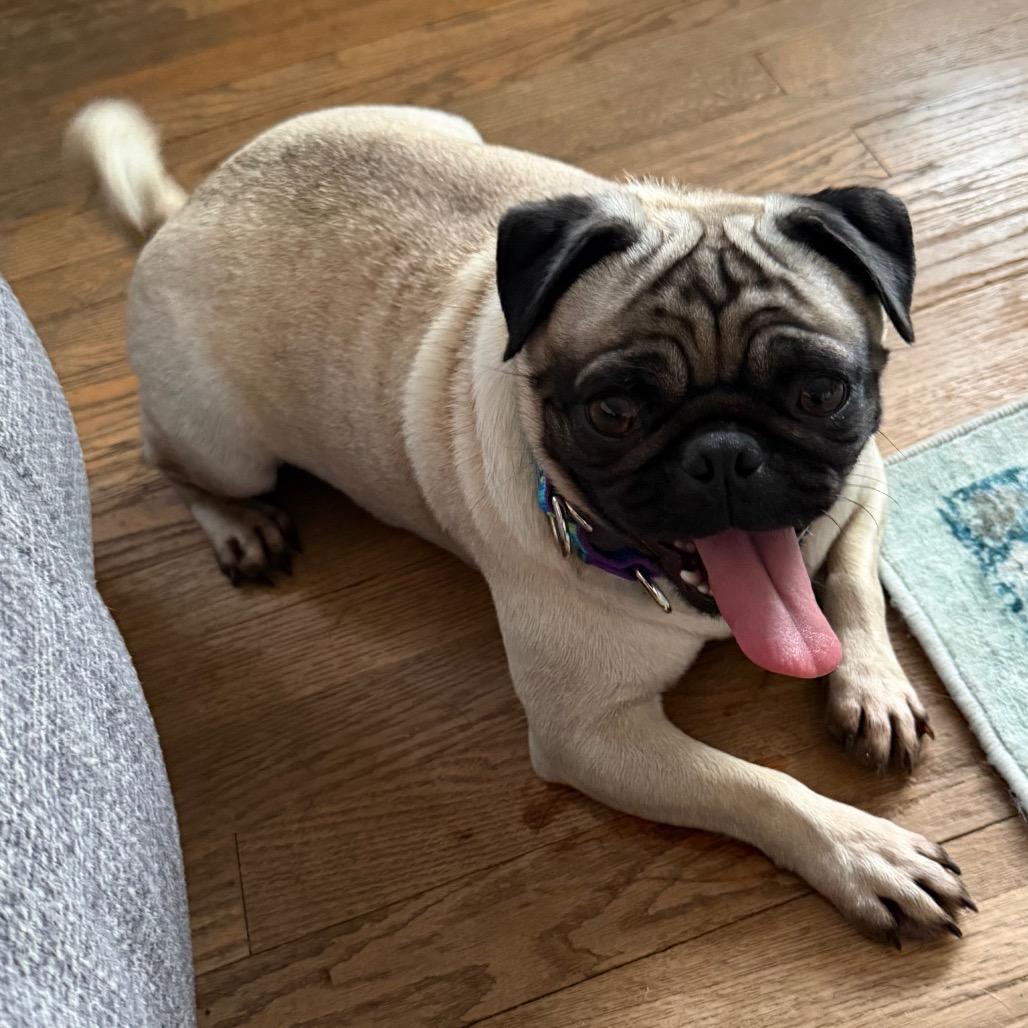 Enlarge Pumpkin, a Adoptable Pug in Sinking Spring, PA image 4/6