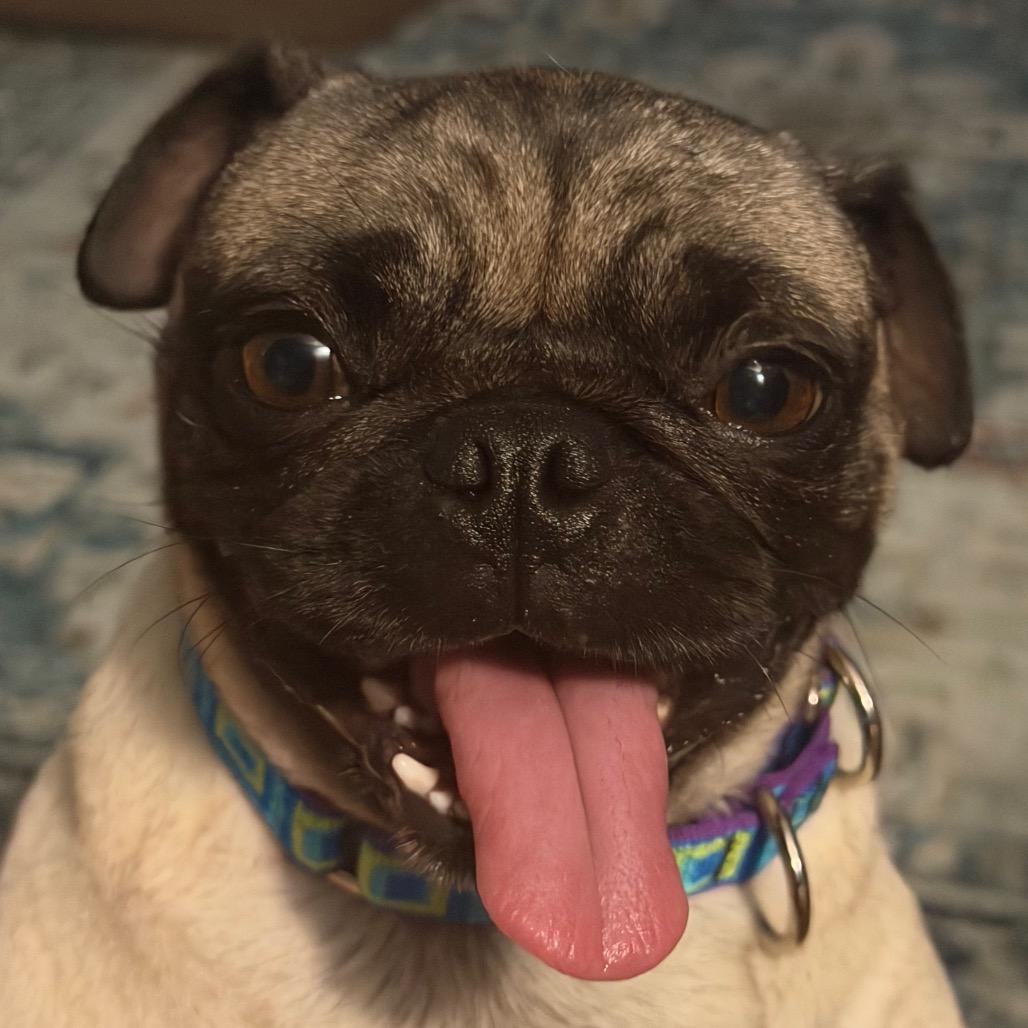 Enlarge Pumpkin, a Adoptable Pug in Sinking Spring, PA image 5/6