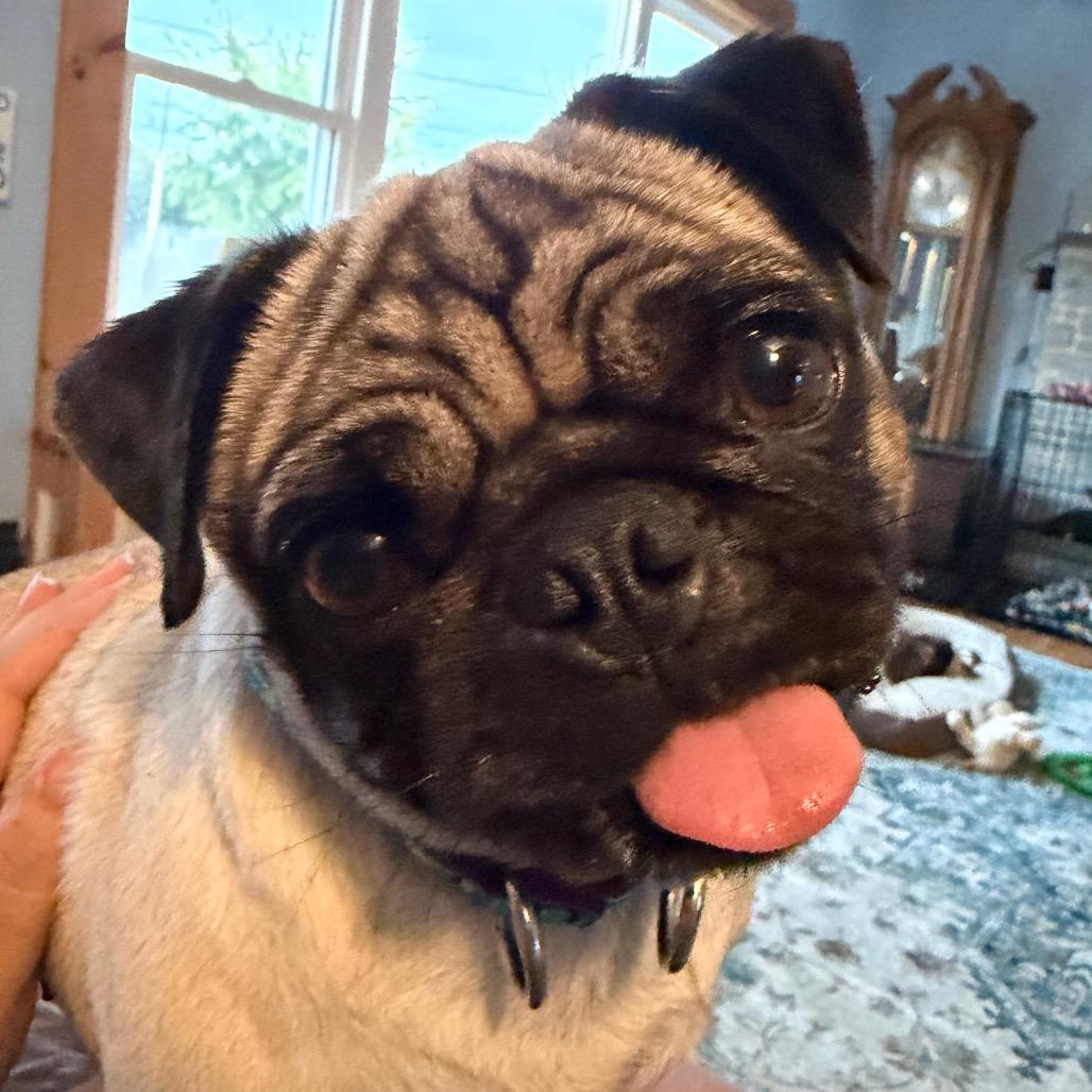 Enlarge Pumpkin, a Adoptable Pug in Sinking Spring, PA image 6/6