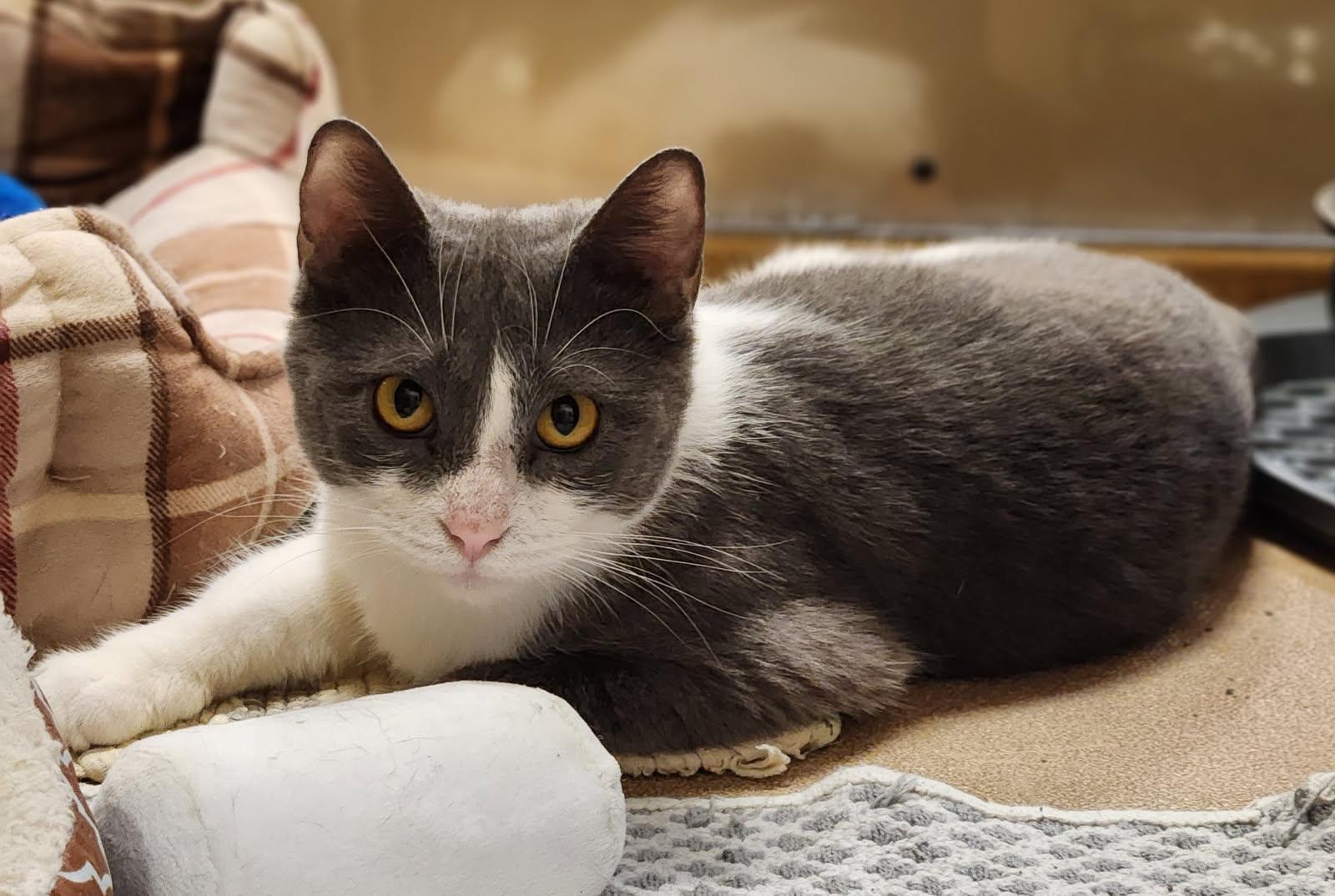 Enlarge Tilly, a Adopted Domestic Short Hair in Barrington Hills, IL image 1/6