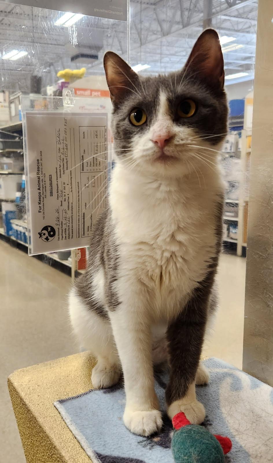 Enlarge Tilly, a Adopted Domestic Short Hair in Barrington Hills, IL image 3/6