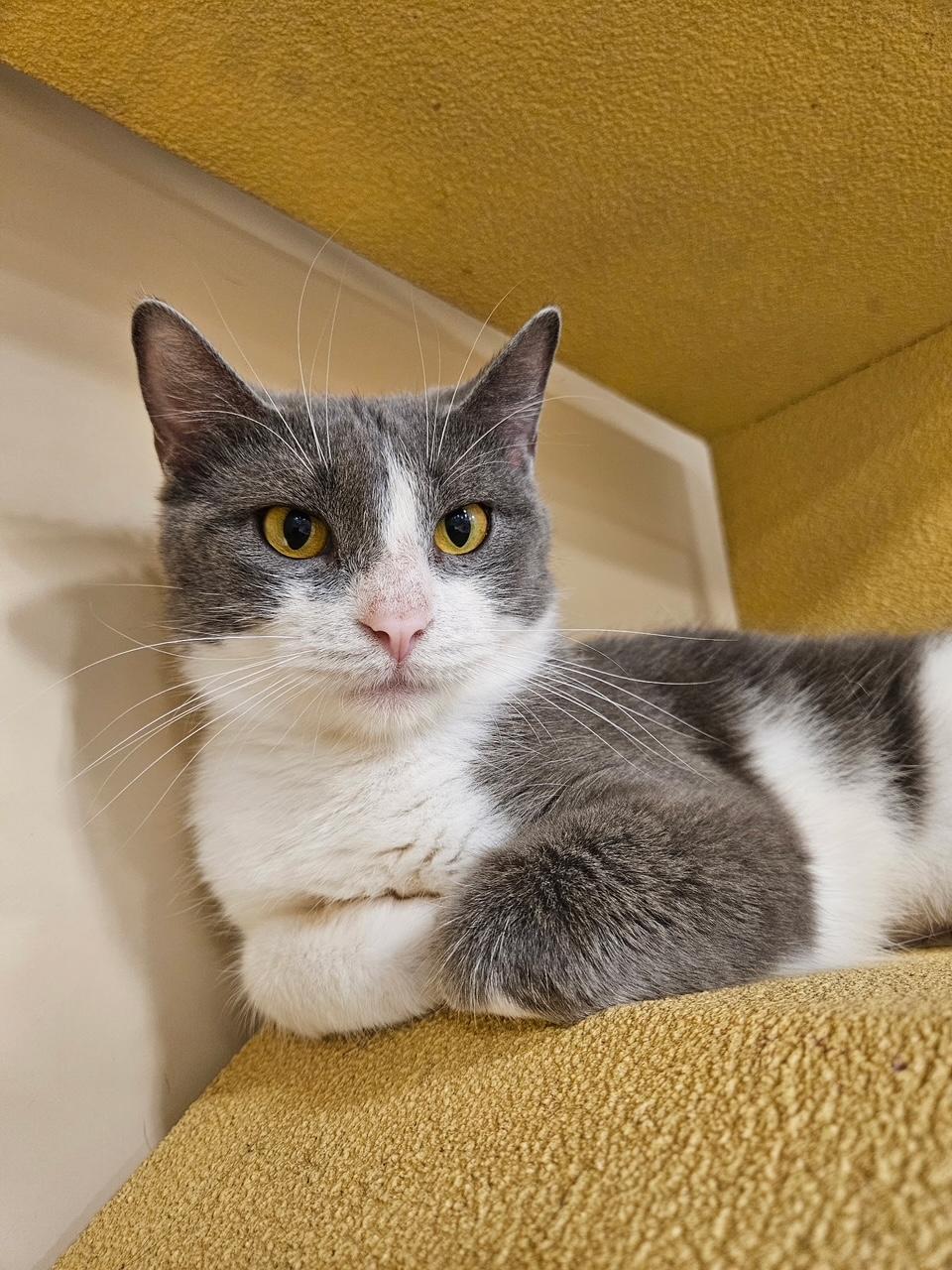 Enlarge Tilly, a Adopted Domestic Short Hair in Barrington Hills, IL image 4/6