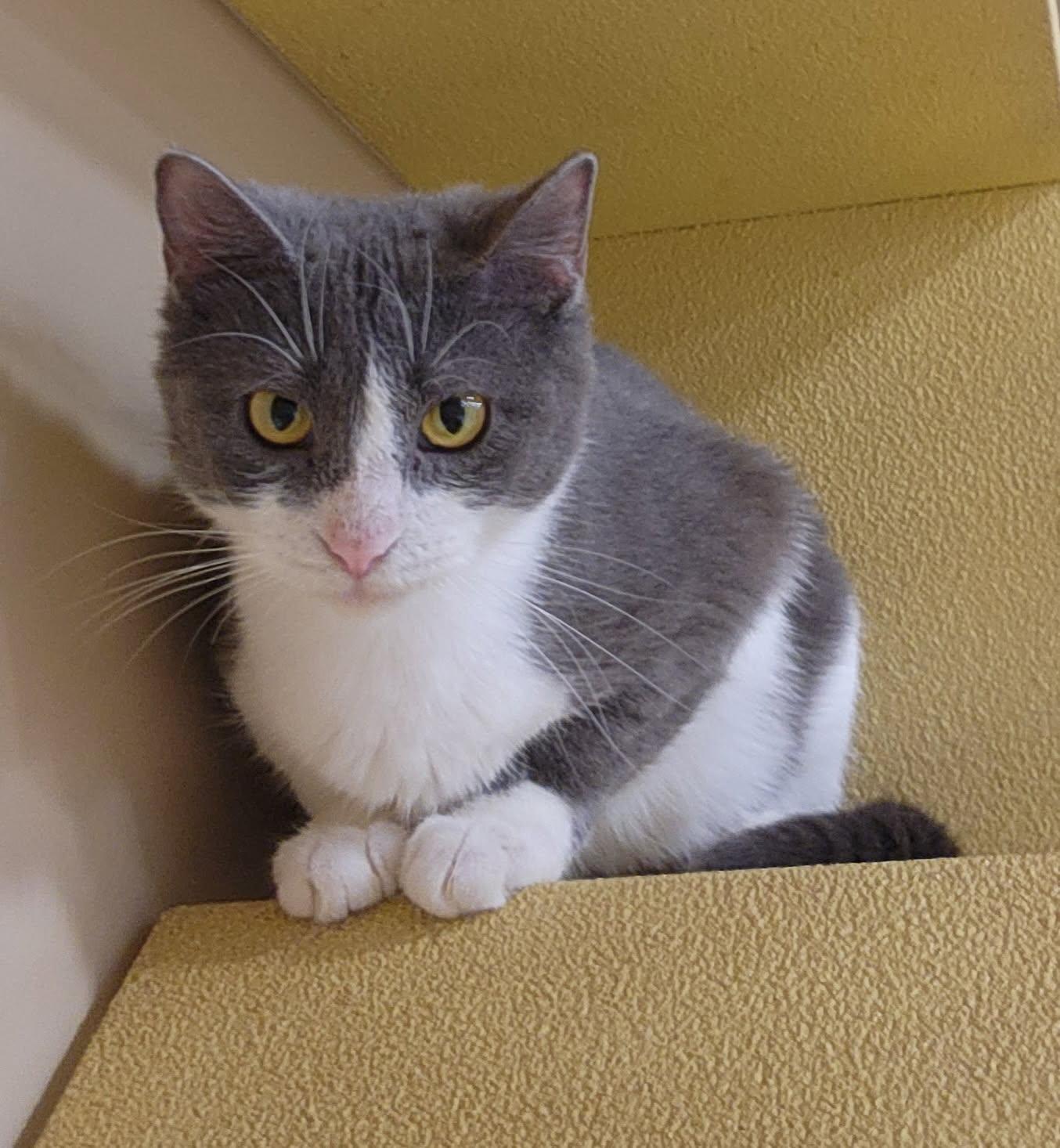 Enlarge Tilly, a Adopted Domestic Short Hair in Barrington Hills, IL image 2/6