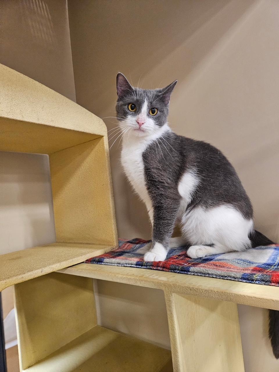 Enlarge Tilly, a Adopted Domestic Short Hair in Barrington Hills, IL image 6/6