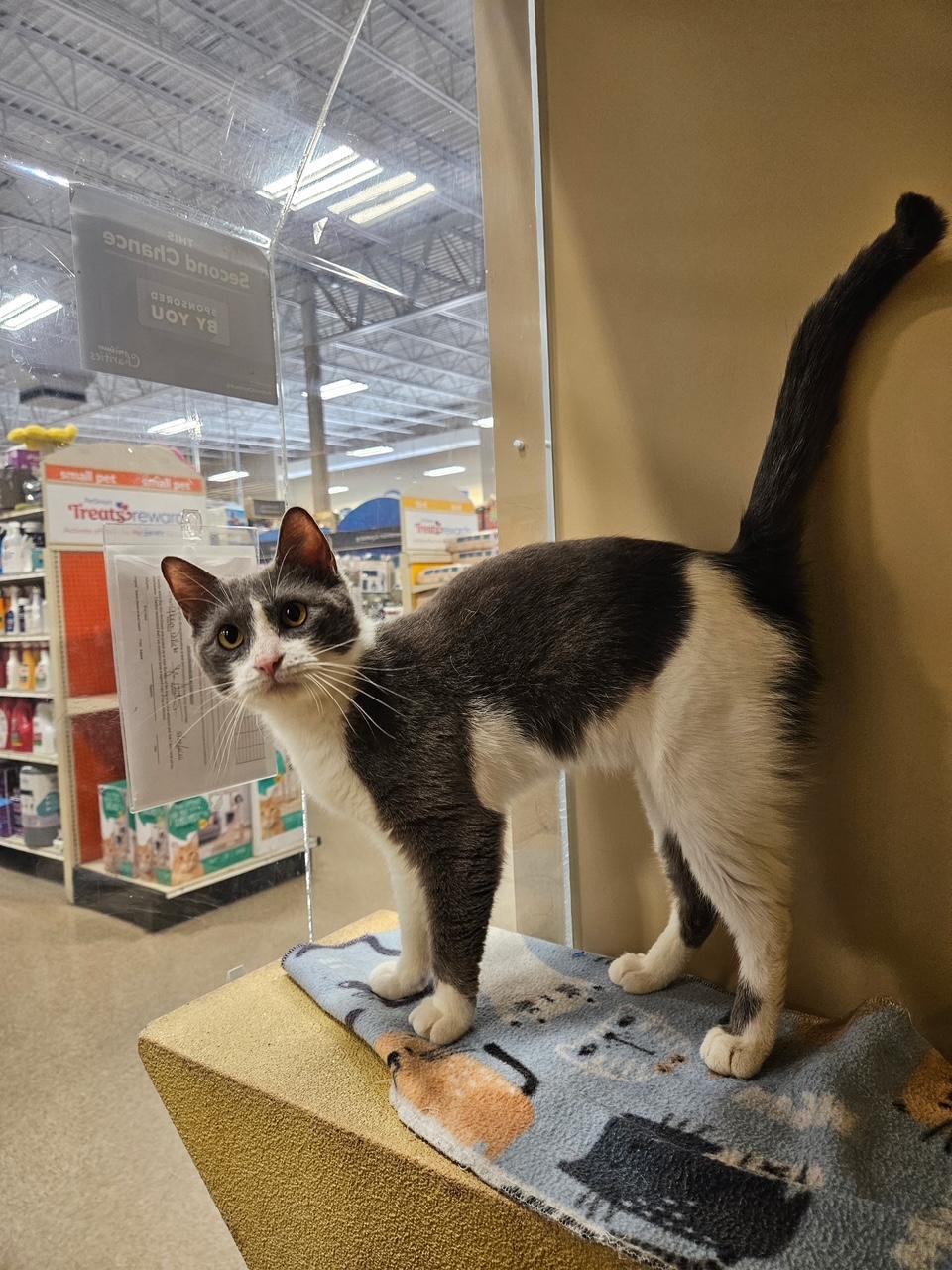 Enlarge Tilly, a Adopted Domestic Short Hair in Barrington Hills, IL image 5/6
