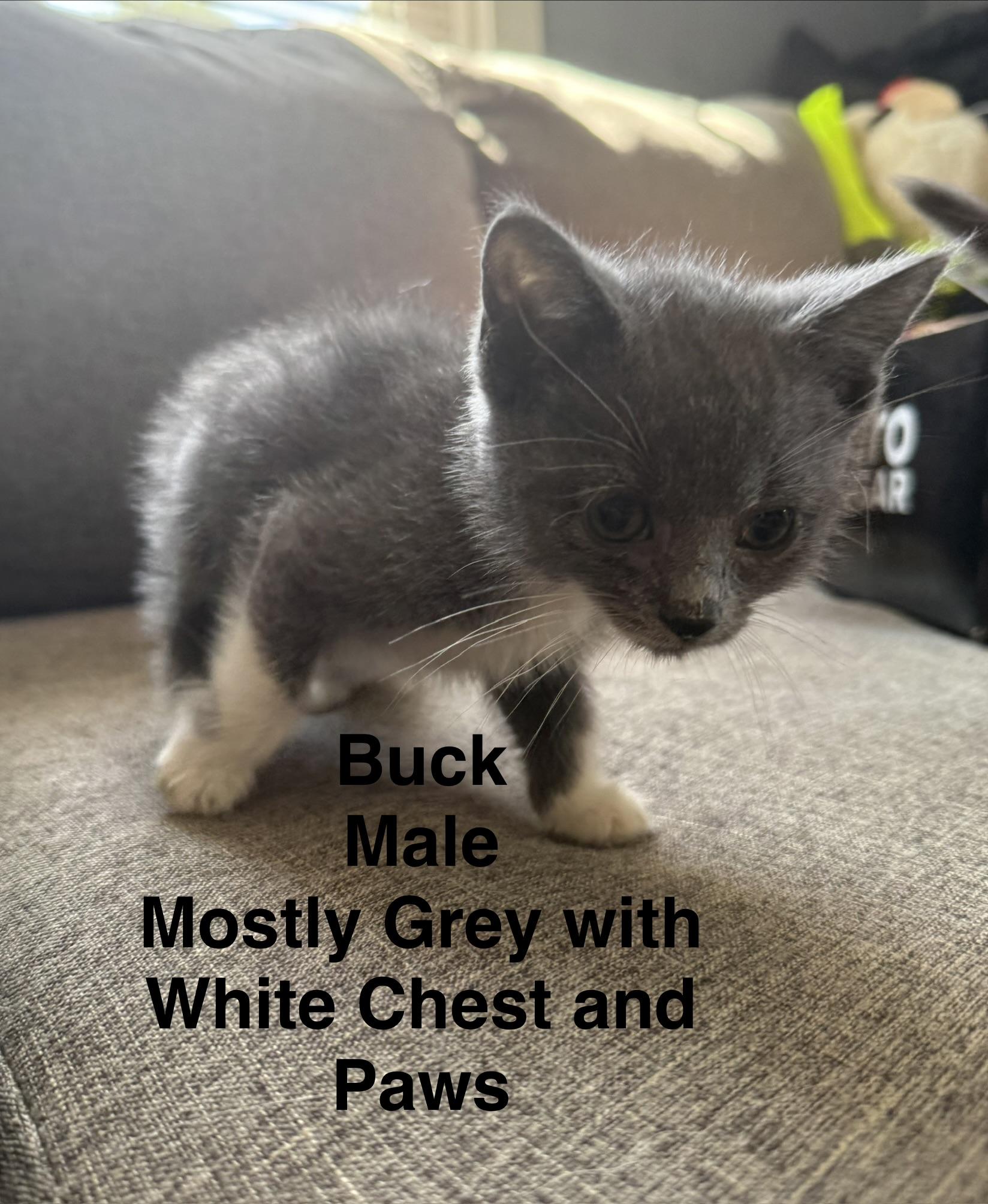 Buck, ADOPTABLE, Kitten Male Domestic Short Hair.