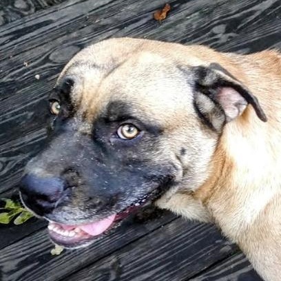Enlarge Muggles, a Adoptable mixed breed in Woburn, MA image 1/6