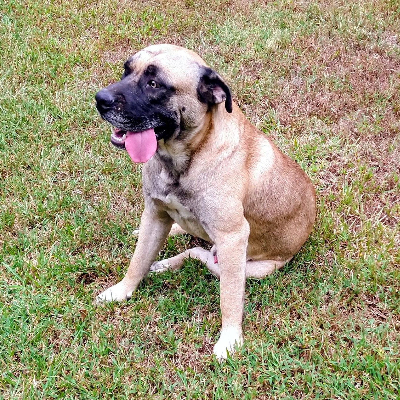 Enlarge Muggles, a Adoptable mixed breed in Woburn, MA image 2/6
