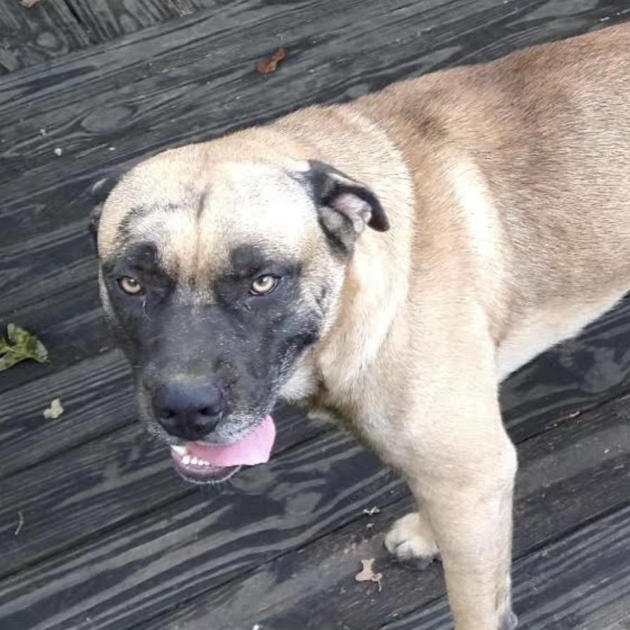 Enlarge Muggles, a Adoptable mixed breed in Woburn, MA image 5/6