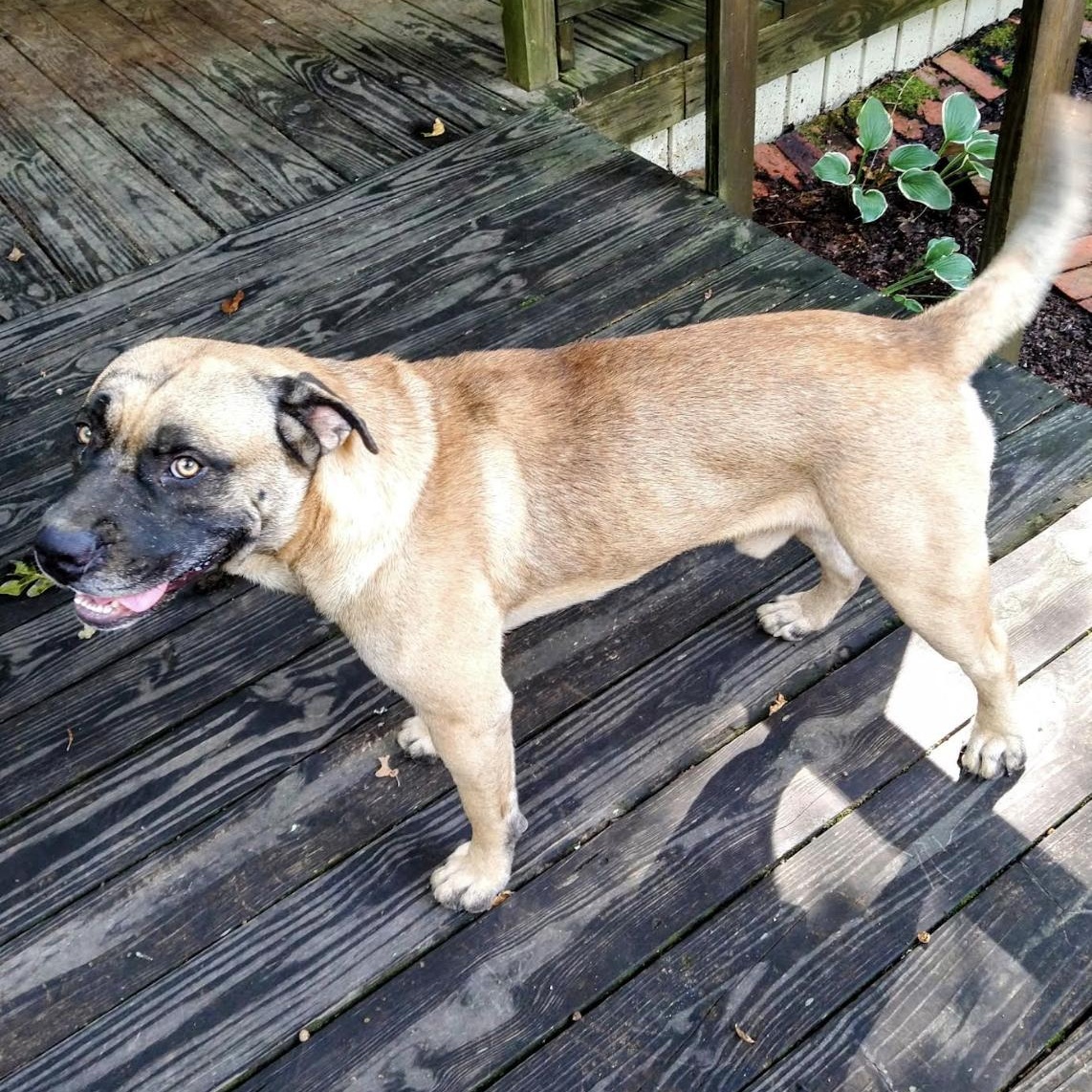 Enlarge Muggles, a Adoptable mixed breed in Woburn, MA image 3/6
