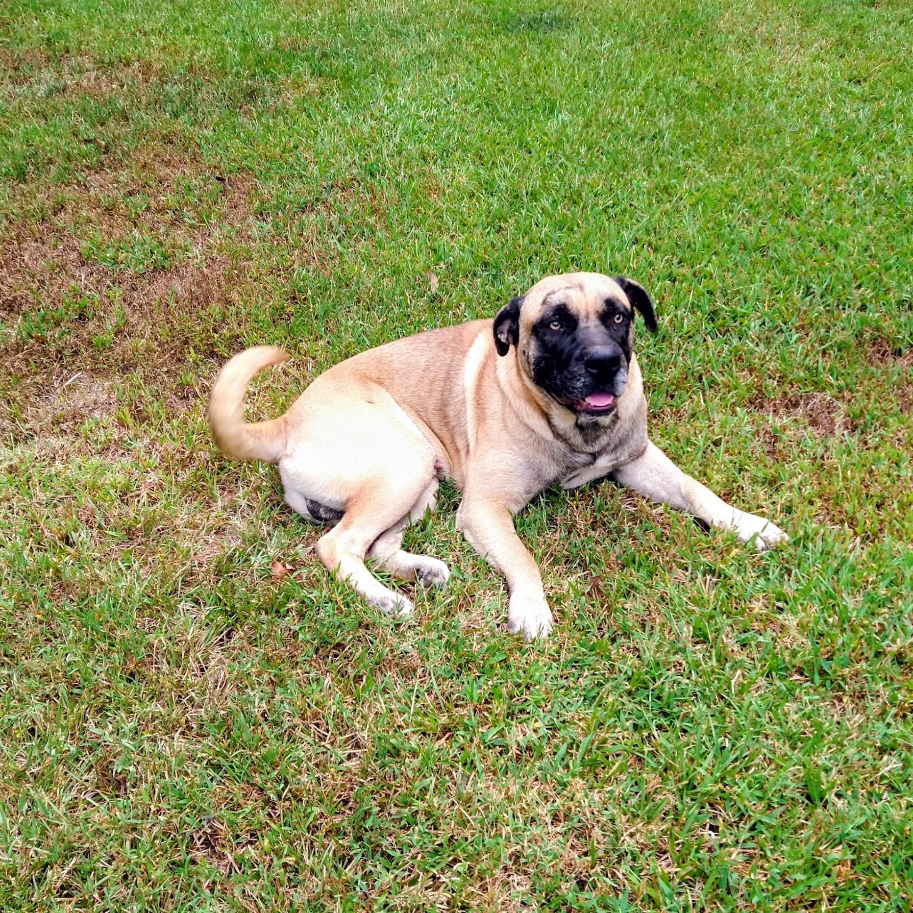 Enlarge Muggles, a Adoptable mixed breed in Woburn, MA image 4/6